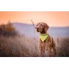 Collar Bandana Bipols
