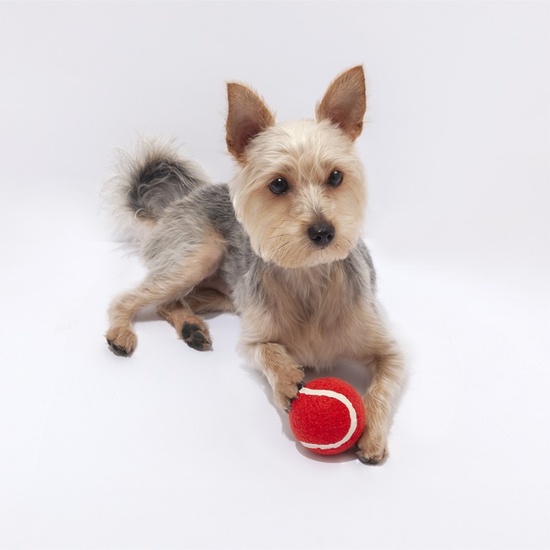 Pelota Niki