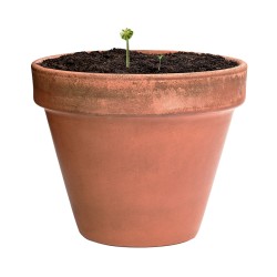 Capsula Semillas Biyok
