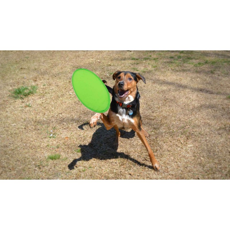 Frisbee Watson