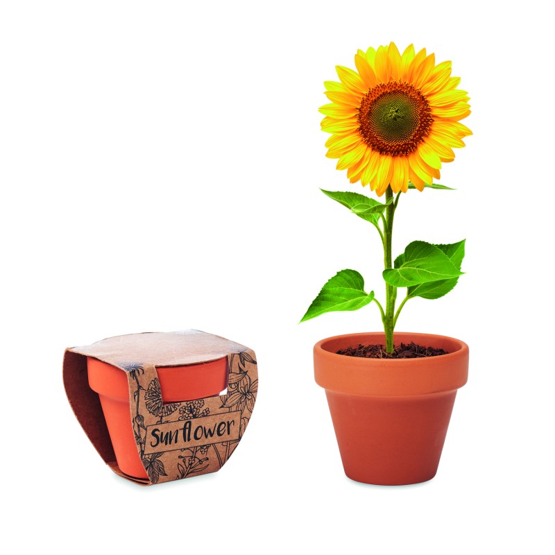 Maceta de terracota con semillas Sunflower