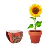 Maceta de terracota con semillas Sunflower