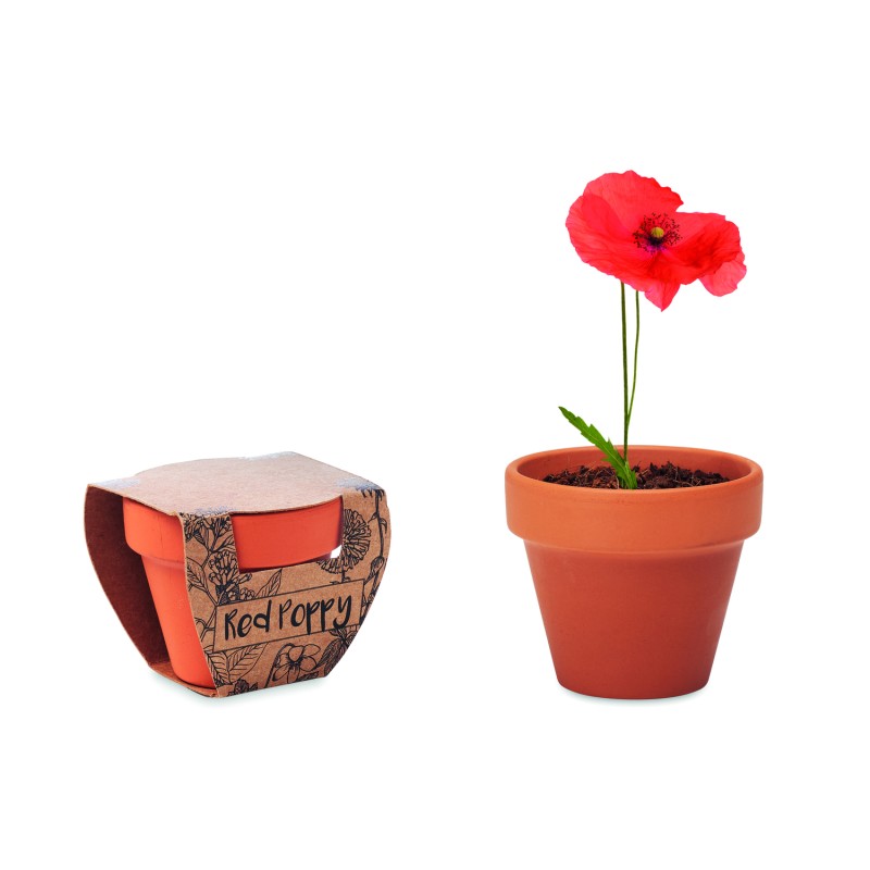 Maceta de terracota con semillas Red Poppy