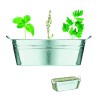 Maceta de zinc con 3 semillas Mix Seeds