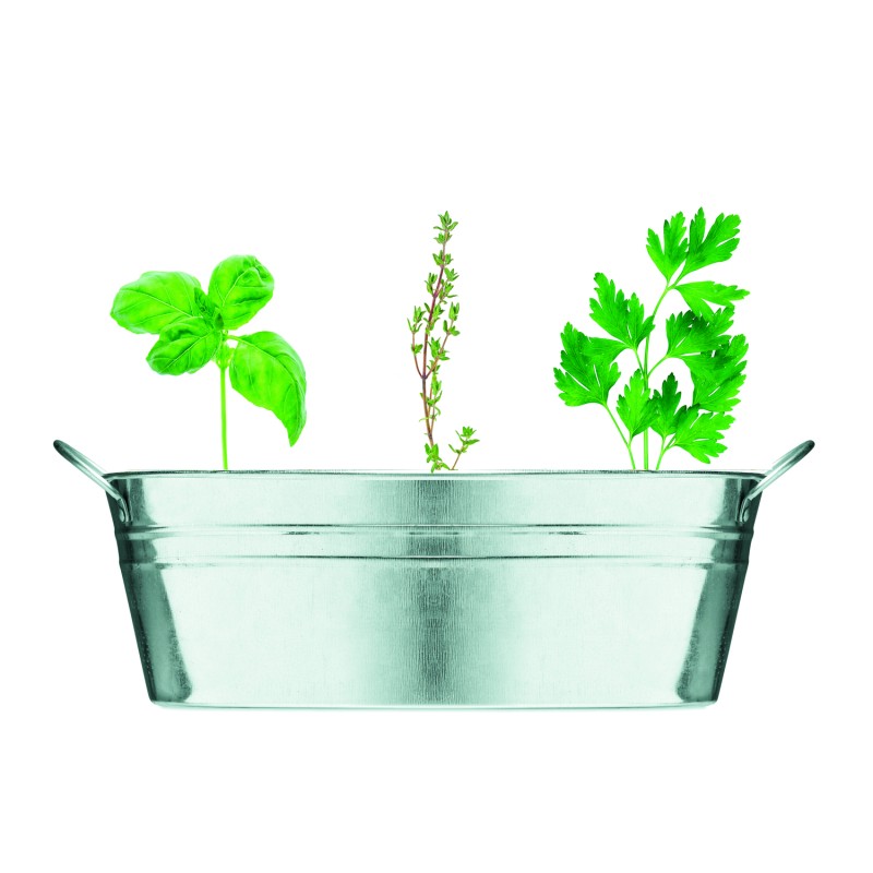 Maceta de zinc con 3 semillas Mix Seeds