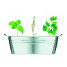 Maceta de zinc con 3 semillas Mix Seeds