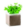 Bolsa de semillas de menta Mint